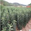 紅富士蘋果樹基地熱銷 規(guī)格多 成熟期晚 品種純正 量大優(yōu)惠包成活