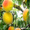 基地熱銷錦繡黃桃樹品種 規(guī)格多 中熟品種 自花授粉 量大優(yōu)惠