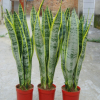 基地批發(fā)虎尾蘭 金邊虎皮蘭 盆栽植物 室內(nèi)創(chuàng)意觀葉觀賞盆栽