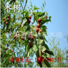 批發(fā)零售供應(yīng)棗樹(shù) 棗樹(shù)苗 果樹(shù)苗木
