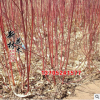 綠化苗木批發(fā) 紅瑞木 花灌木 樹(shù)形優(yōu)美 規(guī)格繁多