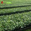神秘果果苗 當年苗 奇跡果變味果盆栽 蜜拉圣果 專業種植批發供應