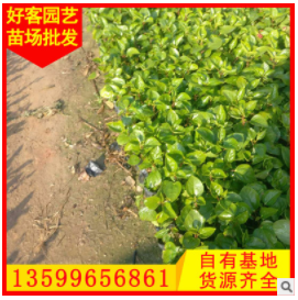 扶桑求購扶桑盆栽地栽 規(guī)格齊全20-120cm
