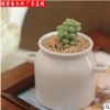 多肉植物【新玉綴】辦公室 迷你盆栽 不帶盆發貨 價格低形狀好