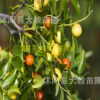 果樹苗 酸棗樹苗嫁接 南北方種植樹苗 當年結(jié)果