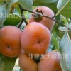 正品批發(fā) 冬棗樹苗批發(fā) 量大價格優(yōu)惠