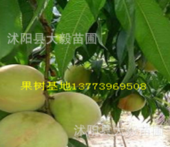 果樹(shù)苗 嫁接桃樹(shù)苗 水蜜桃 南北方種植 香甜可口 量大優(yōu)惠