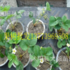 四季草莓苗 攀援草莓苗盆栽草莓苗 水果草莓苗 當年結(jié)果