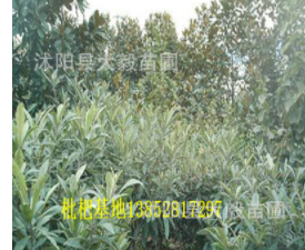 枇杷基地 枇杷苗 各種規(guī)格齊全果樹(shù)