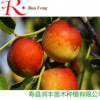冬棗三號優系棗 果樹苗批發棗樹苗嫁接苗當年結果 潤豐苗木