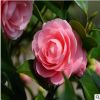 低價(jià)出售 茶花樹苗 量大從優(yōu) 質(zhì)量保證 歡迎咨詢