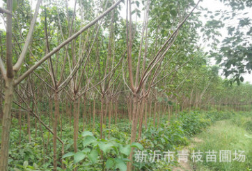 綠化苗木花卉花灌木色塊宿根類花卉苗木 重陽木 重陽木批發(fā)