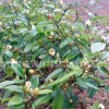 批發盆栽含笑花苗 園林綠化含笑小苗 庭院工程綠化苗木批發
