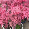 批發(fā)紅楓苗 紅楓盆栽小苗 三季紅