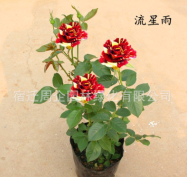 帶花苞大花月季花苗濃香花卉綠植室內盆栽月季花苗四季開花
