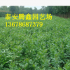 白蠟樹 基地出售各種規格的白蠟樹
