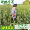 山東自產自銷矮化櫻桃苗 大櫻桃樹苗 嫁接櫻桃苗 櫻桃苗木