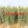 直供新疆矮化柱狀蘋果樹苗 紅香蘋果樹苗盆景 高酸蘋果苗批發