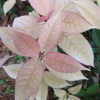 批發珍珠彩葉桂花苗 五彩桂花 彩葉樹 金桂苗 桂花苗 桂花樹苗