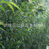 種植場商家直銷晚熟青脆李李子苗存活率高效益好批量銷售批發(fā)