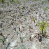 基地直銷根莖2厘米以上正宗美國山核桃嫁接樹苗碧根果長壽果樹苗