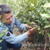 1年苗高80厘米以上正宗澳洲堅果嫁接樹苗夏威夷果樹苗