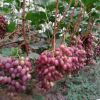 紅意大利葡萄樹苗 新品種無核無籽 當年結果保證成活 山東泰安