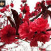 基地供應行道綠化庭院觀賞 易成活 龍柱碧桃 紅葉碧桃