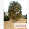 供應5米白皮松 6米7米白皮松
