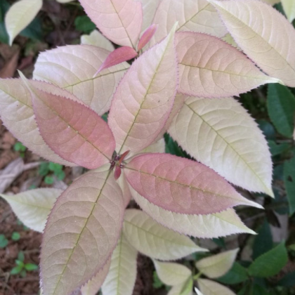 批發(fā)珍珠彩葉桂花苗 五彩桂花 彩葉樹 金桂苗 桂花苗 桂花樹苗