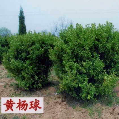 南陽(yáng)金業(yè)苗木種植專業(yè)合作社出售黃楊