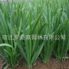 批發(fā)優(yōu)質(zhì)蔬菜種子四季播種韭菜種子 生長快 產(chǎn)量高