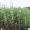 批發(fā)落葉松種子價格 顆粒飽滿 落葉松種子銷售 包發(fā)芽
