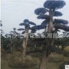 湖南基地直銷(xiāo) 造型紅桎木古樁 規(guī)格齊全