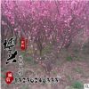 供應各種綠化工程苗木 高品質重瓣榆葉梅小苗批發 規格齊全易成活