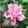 觀花型園林綠化苗木批發(fā) 優(yōu)質(zhì)小樹苗苗圃供應(yīng)規(guī)格全 獨(dú)桿木槿花苗