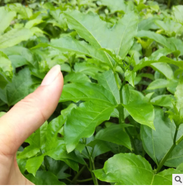 黃金 百香果苗 紫香一號 果樹苗 西番蓮