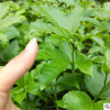 黃金 百香果苗 紫香一號(hào) 果樹(shù)苗 西番蓮