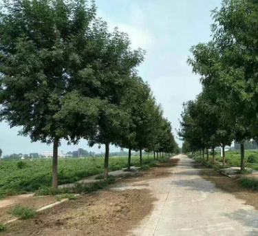 山東苗圃基地大量供應白蠟苗 速生白蠟樹規格齊全