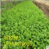 *黃櫨樹苗 批發2公分3公分紅櫨苗 綠化專用 規格齊全 黃櫨苗