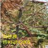 *基地出售皂角苗 1公分2公分3公分皂角 藥用樹種 價值高 皂角樹苗