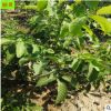 大量供應核桃樹苗1-3公分矮化皮薄果大紙皮8518核桃樹苗