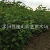 綠化苗木批發 紅瑞木 紅馬球 叢生紅瑞木苗 工程綠化 規格齊全