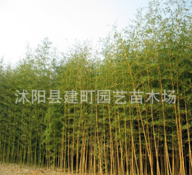 基地批發(fā)竹子苗紫竹苗 大青竹苗 金鑲玉竹苗等 規(guī)格全 數(shù)量多