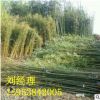 *山東淡竹 早園竹 3米4米高規(guī)格 地徑1.5公分以上價(jià)格 青竹苗