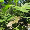 基地直銷多種無(wú)花果樹苗 品種全規(guī)格多 盆栽地栽無(wú)花果樹苗