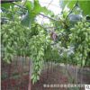 *現貨 葡萄樹 1公分金手指 2公分3公分占地葡萄樹 美人指 巨峰