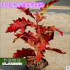 供應(yīng)進(jìn)口北美紅櫟種子 歐洲火焰紅櫟種子 質(zhì)量保證