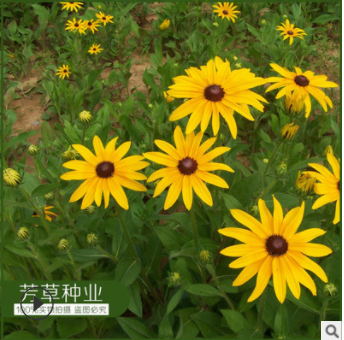 批發黑心菊種子 草本庭院觀賞 園林綠化叢植片植 價格從優易種植