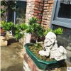 苗圃批發(fā)多品種造型羅漢松盆景 小區(qū)家庭小型定值羅漢松苗木花卉